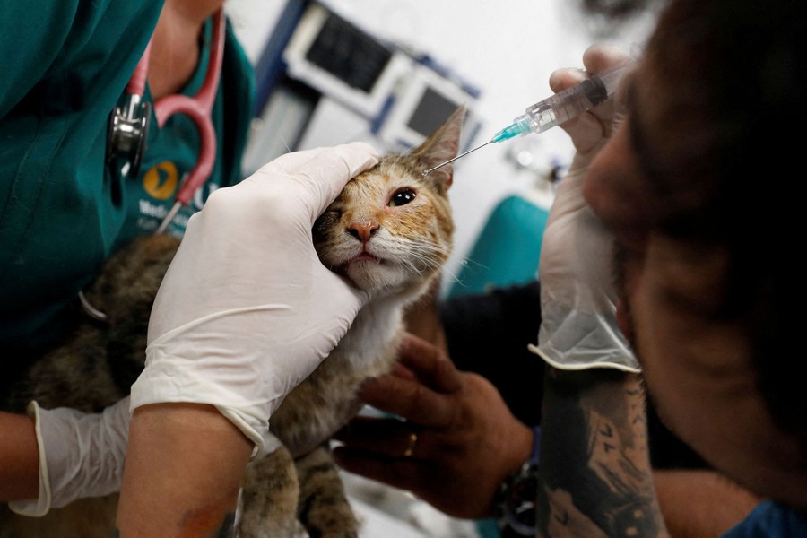A cat rescued from a wildfire receives treatment for burns.