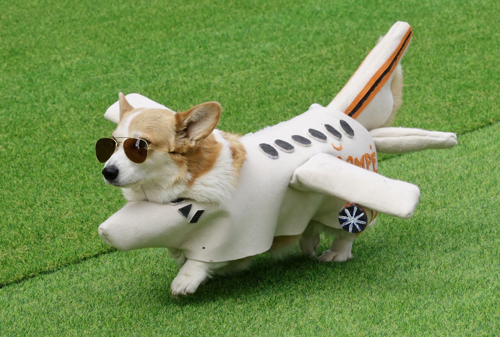 A corgi wearing an airplane-shaped costume walks on Astroturf.