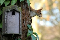 A squirrel sits in a tree next to a birdhouse.