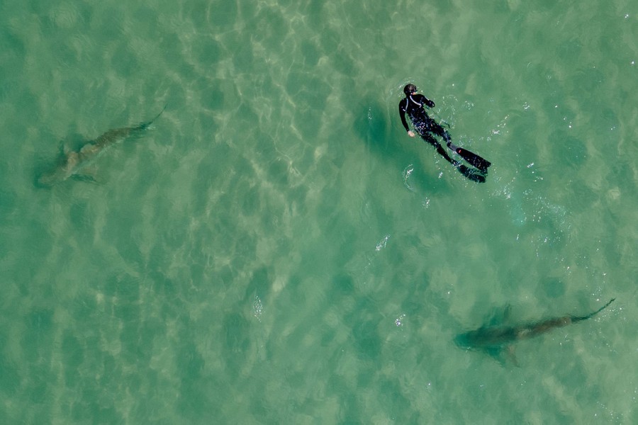 A swimmer is seen from above, near two sharks.
