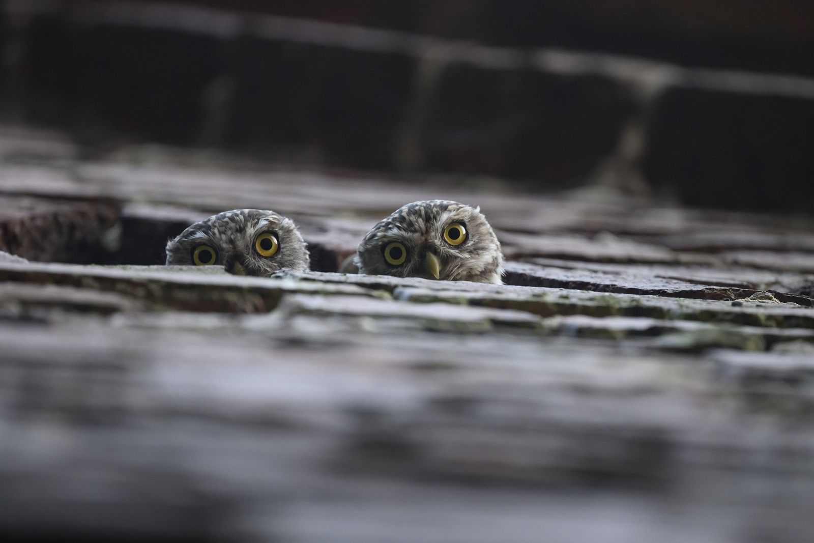 Two young owls peer curiously from a hole in a wall.