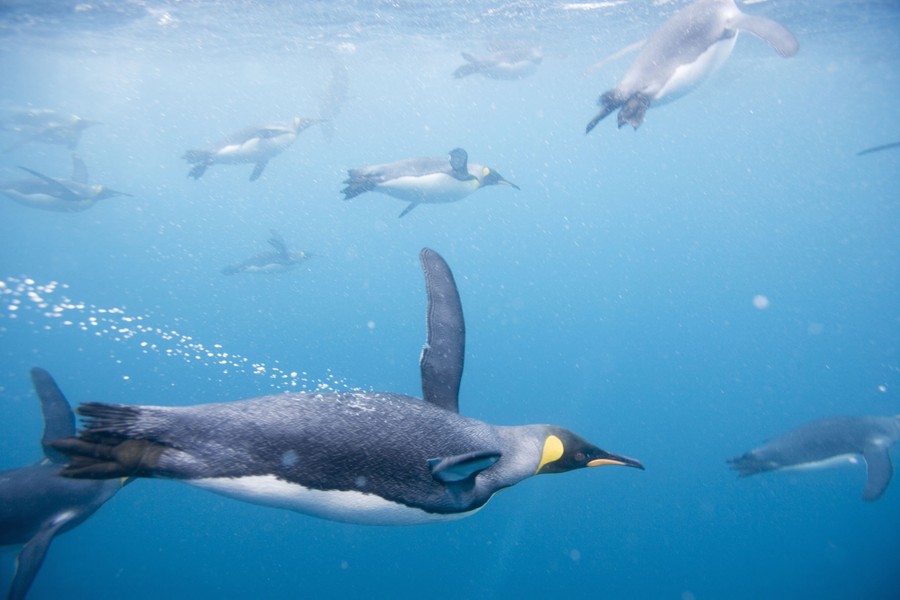 An underwater view of several penguins swimming