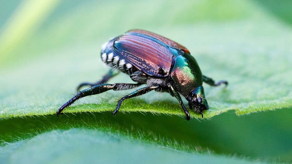 https://cdn.theatlantic.com/thumbor/GXSGMnWu2kaB-tQNbi7i9GWKY_Q=/0x0:4800x2700/976x549/media/img/mt/2023/08/japanese_beetle/original.jpg