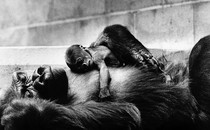 Black-and-white photo of two gorillas sleeping