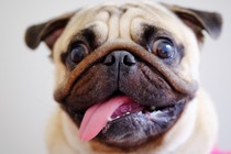 Pug with tongue hanging out of mouth