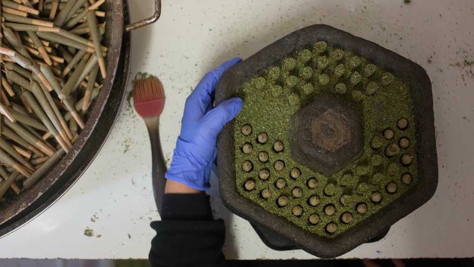 A person wearing gloves prepares medical marijuana.