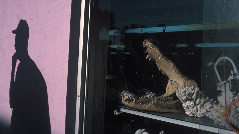 Photograph of an alligator skull