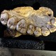 A fossilized human jawbone with teeth