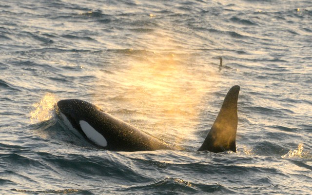 An Orca whale emerges from the water