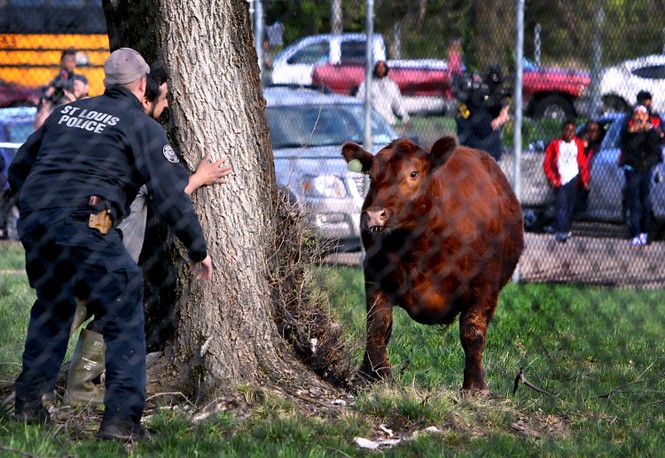 A police officer and a slaughterhouse worker hide behind a tree as they try to corral a heifer in a fenced in area at Sensient Colors in St. Louis on March 30, 2017.