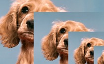 multiple images of a caramel-colored puppy, layered over each other
