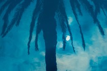 Shadowy palm tree against cloudy sky with moon