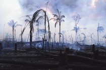 Burned trees amid a smoking landscaoe