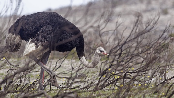 Theodore Roosevelt Critiques A Study Of Wild Ostriches The Atlantic