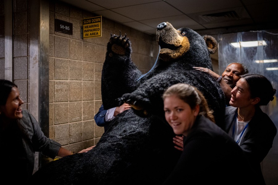 At least five people laugh as they work together to carry a large stuffed bear through a hallway.