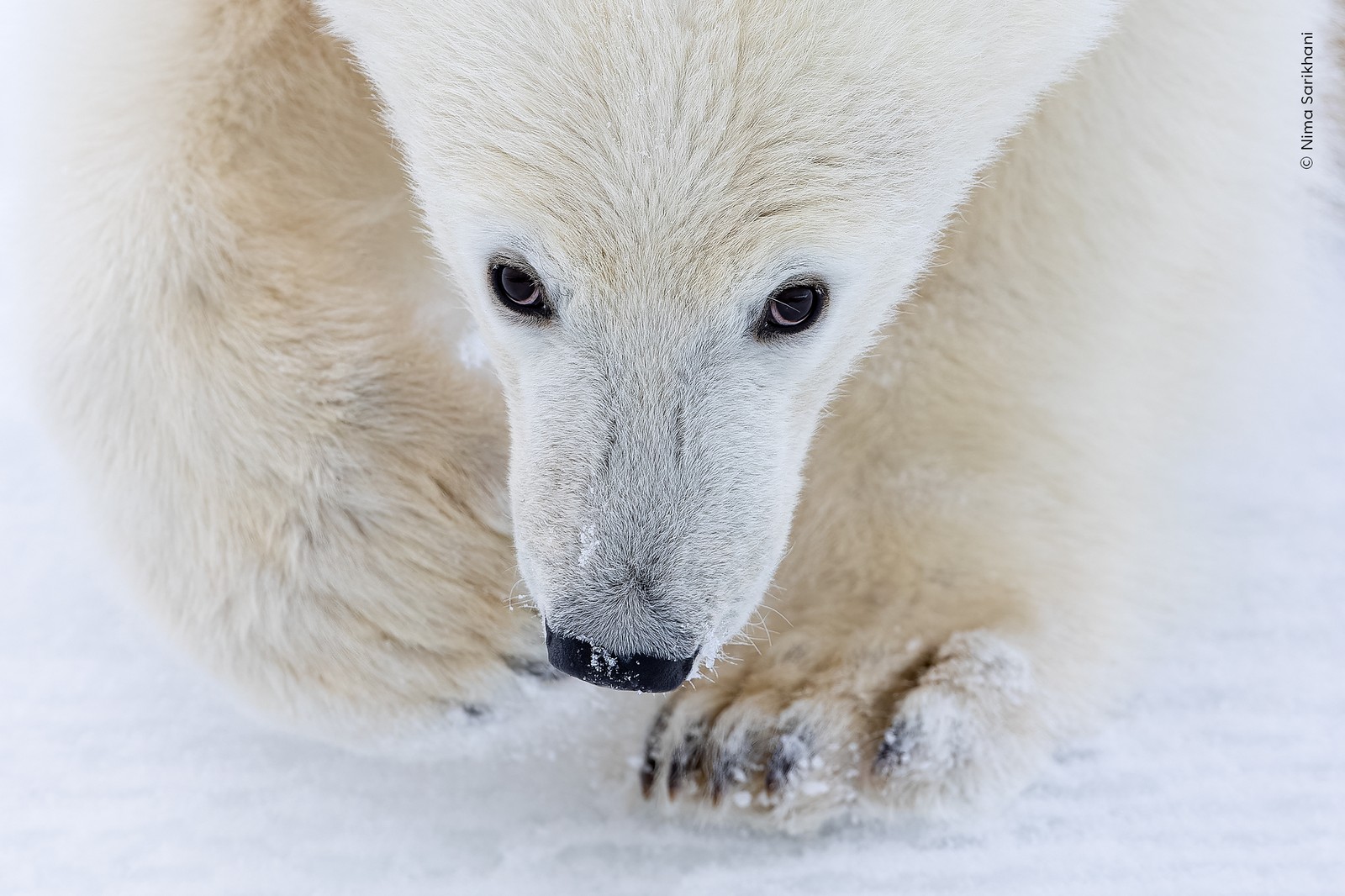 A close view of the face and front paws of a polar bear walking toward the photographer