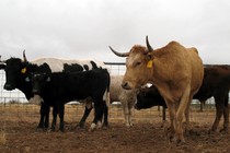 Criollo cows at a ranch