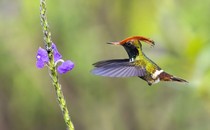 A hummingbird with a crest of feathers flies near a flowering plant.