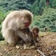 Wild macaque monkeys have made rock-playing a part of their daily routines and a cornerstone of their culture. Here, a youngster learns rock basics.