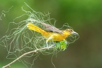 A bird stands on a branch, tangled up in many thin strands of grass.