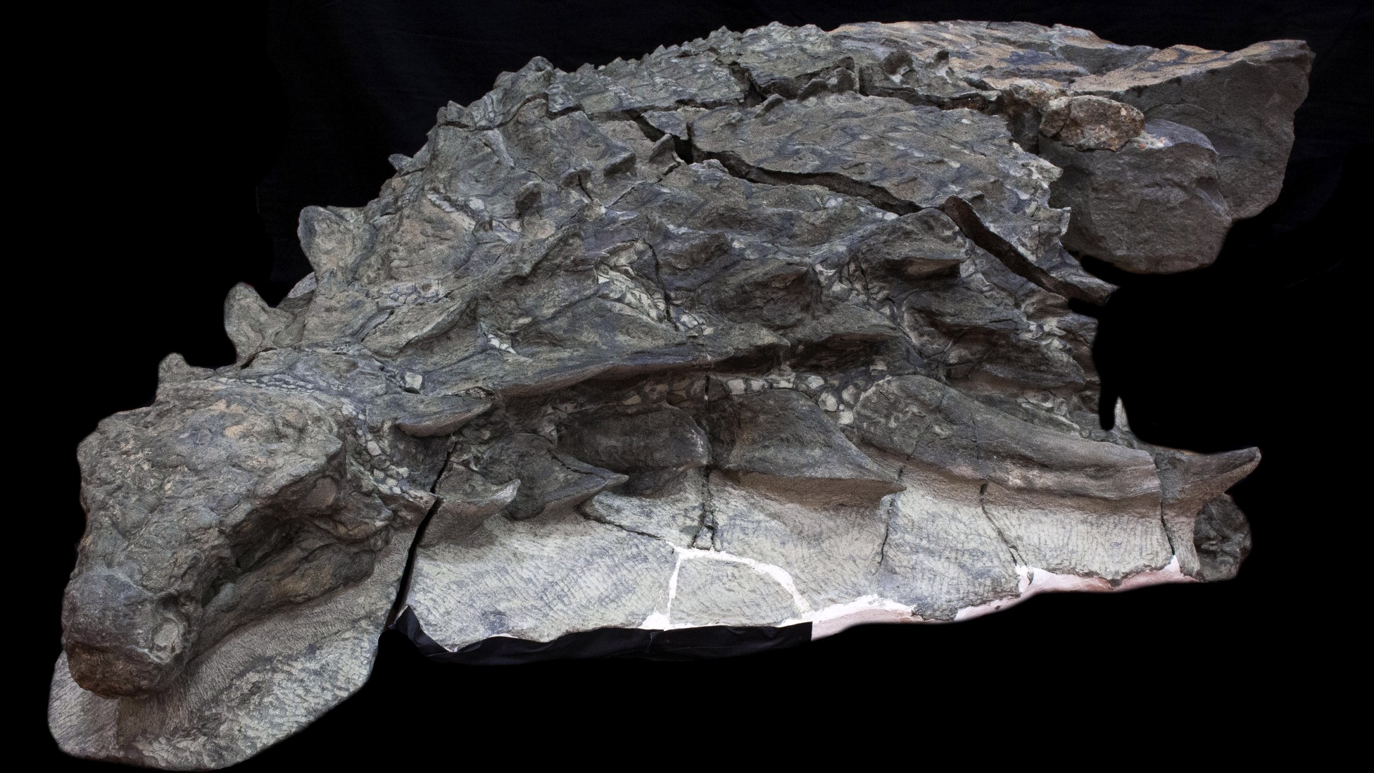 What Is The Most Preserved Dinosaur Ever Found