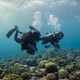 Two scuba divers swim along a coral reef.