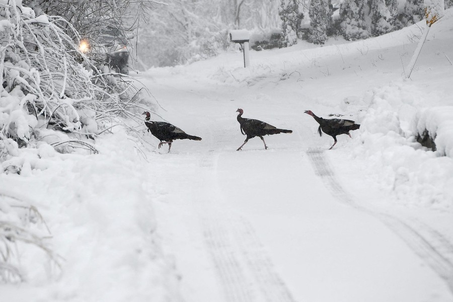 Several wild turkeys cross a snowy suburban road.