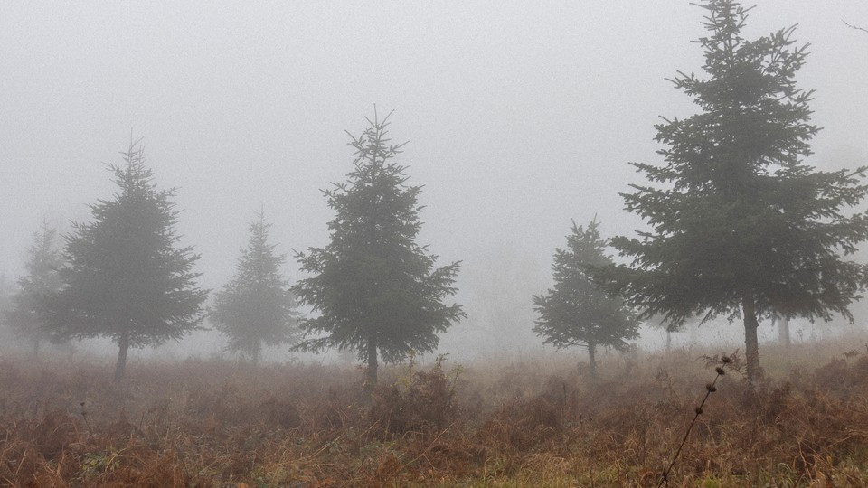 Christmas trees growing in a foggy field