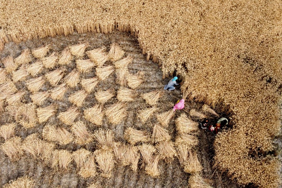 An aerial view of farmers harvesting wheat by hand
