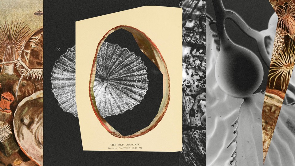 A collage of many forms of wildlife