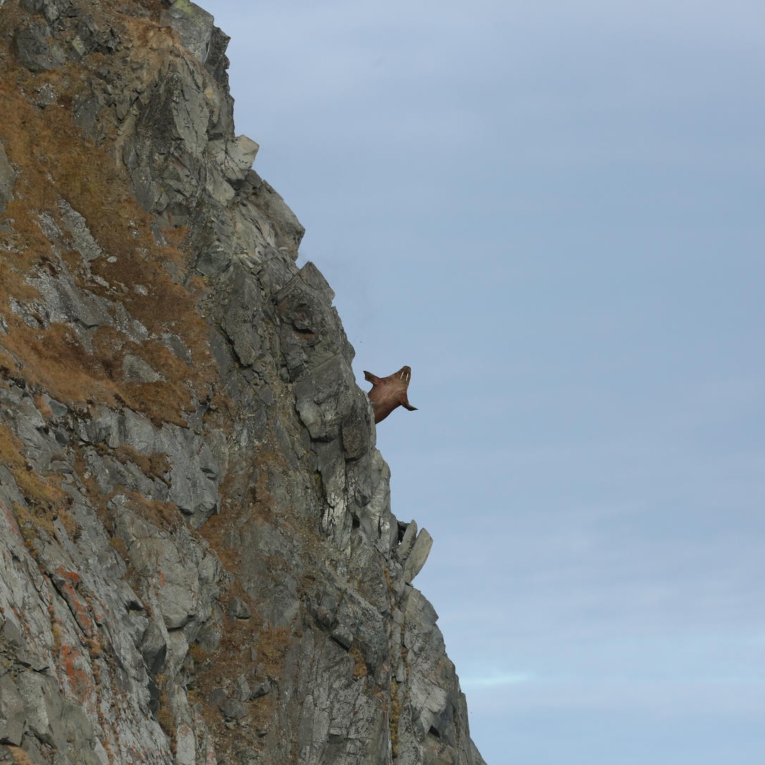 Do Lemmings Really Run Off Cliffs to Their Death?