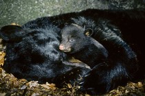 A hibernating mother bear and her three-month-old cub