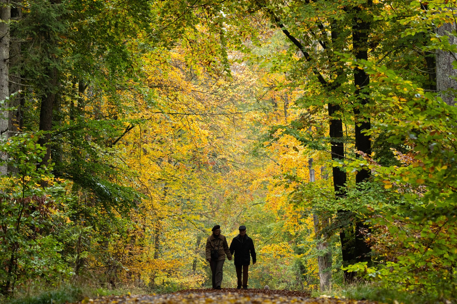 A couple walks on a trail surrounded by colorful autumn trees.