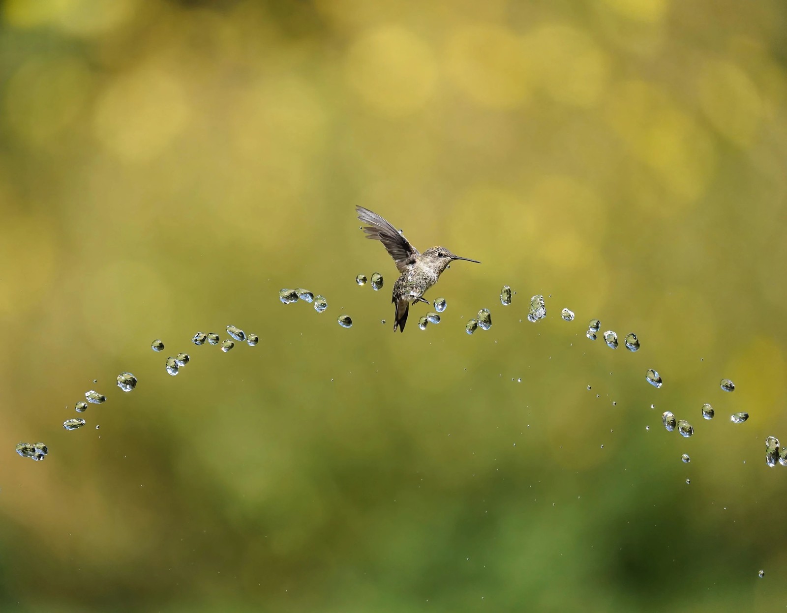 A hummingbird, wings stretched back over its head, flies in an arcing stream of water droplets.