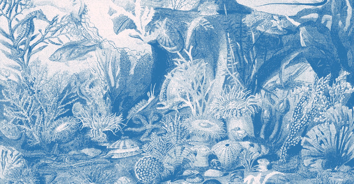 Rachel Carson Has Known the Ocean