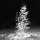 A black-and-white photo of a Christmas tree outside in the snow