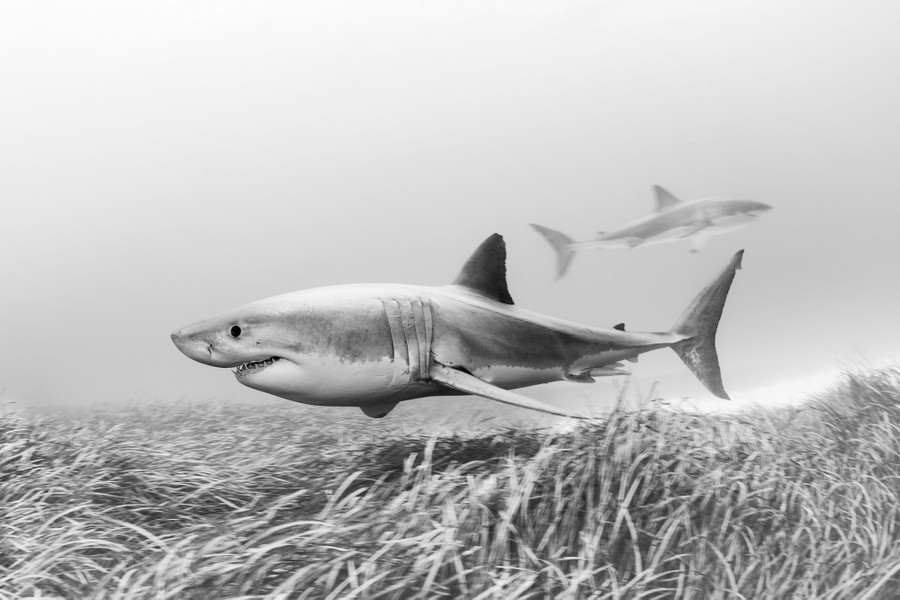 A great white shark swims past, just above the seafloor.