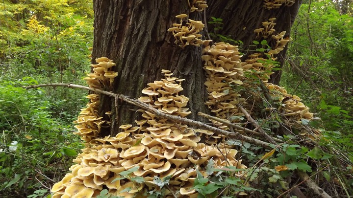 How The Humongous Fungus Armillaria Got So Big The Atlantic