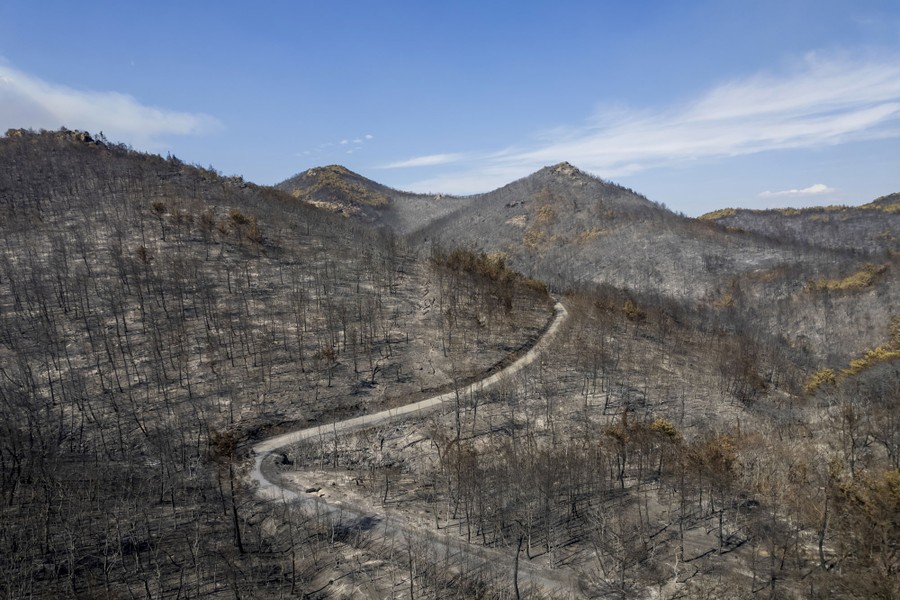 An aerial view of a burned forest across several hills