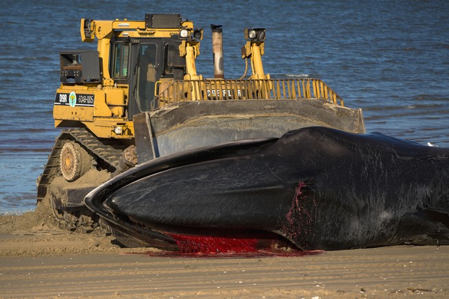 How to Get Rid of a Dead, Rotting Whale on Your Beach (Hint: Don't Blow It  Up)