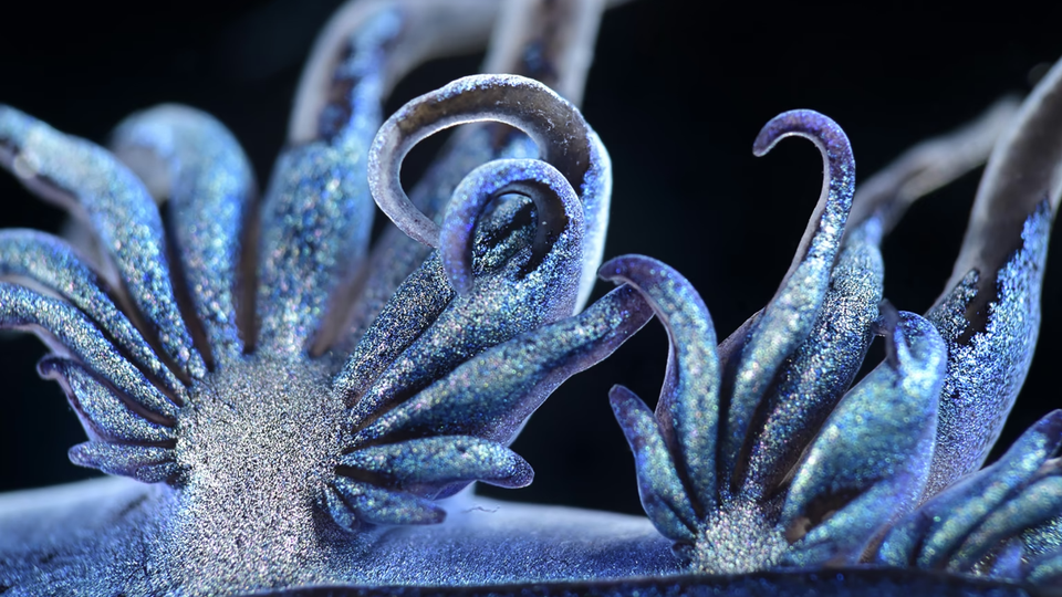 A floating sea slug (Glaucus atlanticus), also known as the blue sea dragon