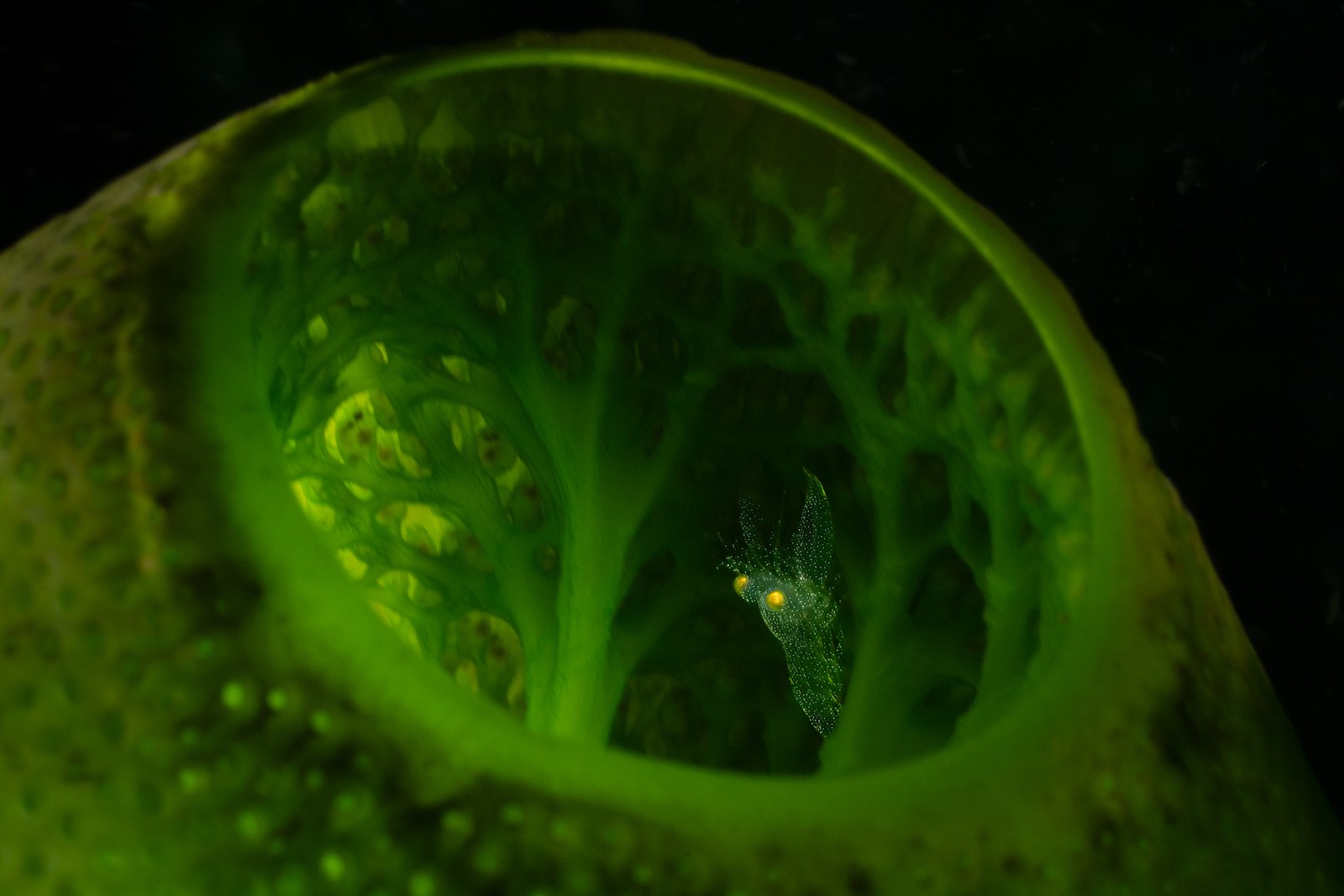 A translucent shrimp shelters inside a larger marine creature.