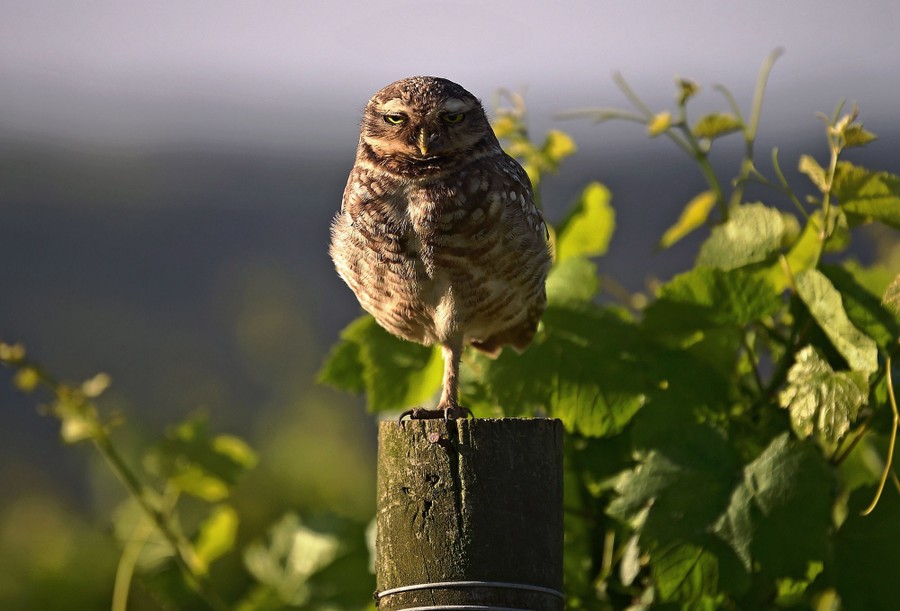 Happy Superb Owl Sunday, - Raptor Resource Project