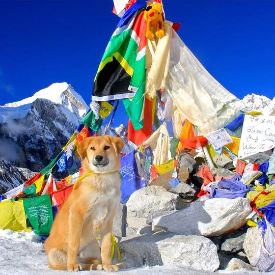 has any dog been to the top of mount everest