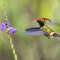 A hummingbird with a crest of feathers flies near a flowering plant.