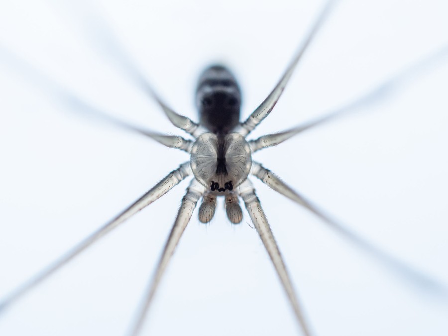 A close view of a spider against a light background