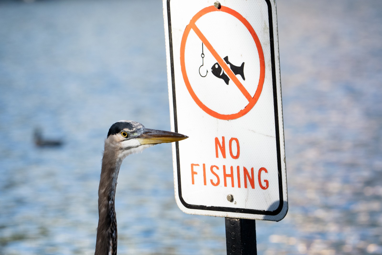 A great blue heron stands beside a “no fishing” sign.