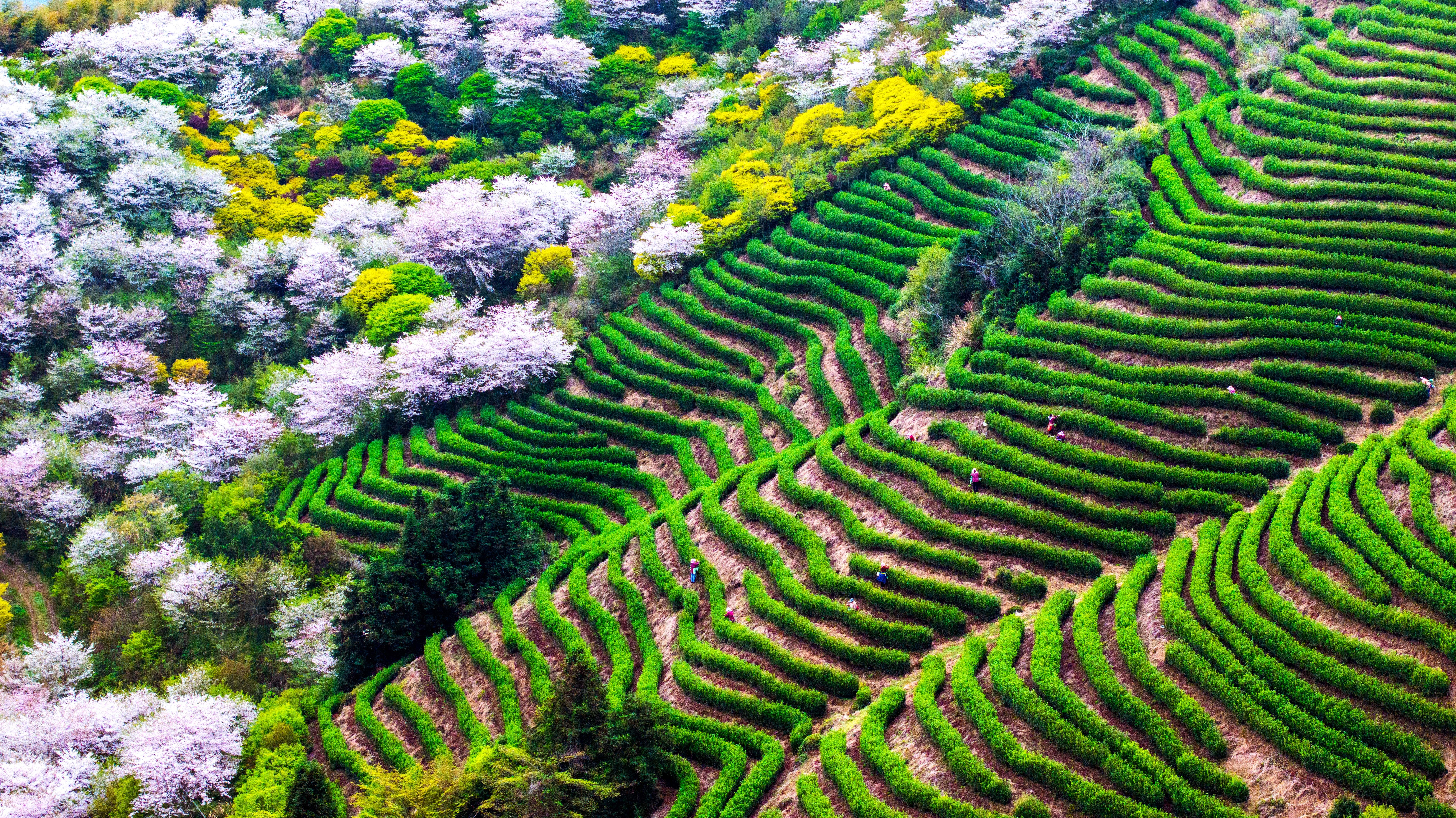 Aerial view of cherry trees in full bloom along a hillside tea plantation