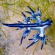 Blue sea dragons are part of the neuston