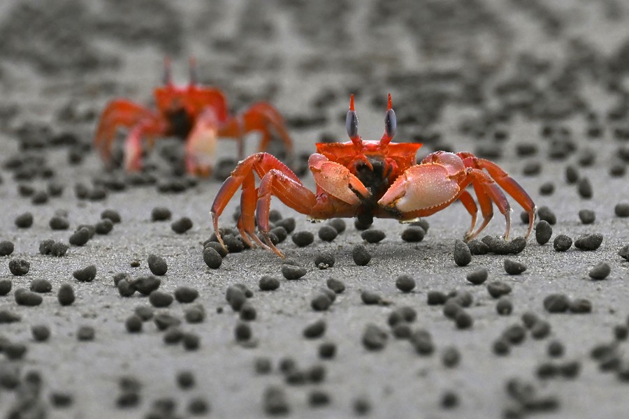 Two crabs forage on beach sand.